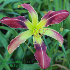 Daylily daylilies growing in my garden