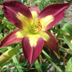 Daylily daylilies growing in my garden