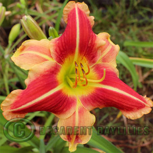 Daylily daylilies growing in my garden