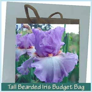 Iris Irises growing in my garden