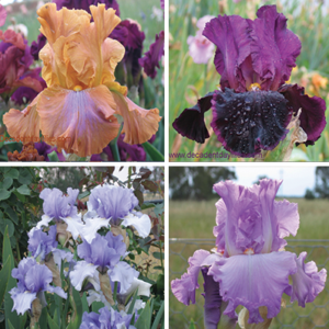 Tall Bearded Iris Collection growing in my garden