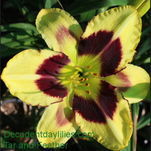 Daylily daylilies growing in my garden