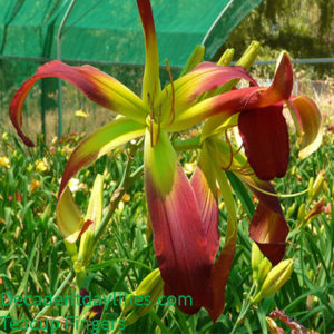 Daylily daylilies growing in my garden