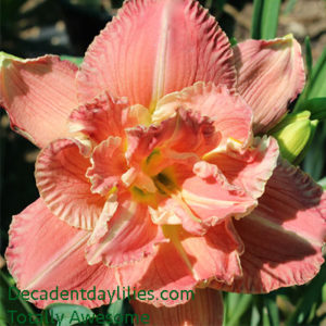 Daylily daylilies growing in my garden