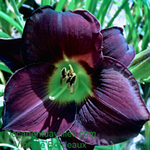 Daylily daylilies growing in my garden