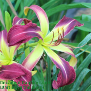 Daylily daylilies growing in my garden