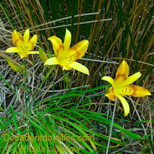 Daylily daylilies growing in my garden