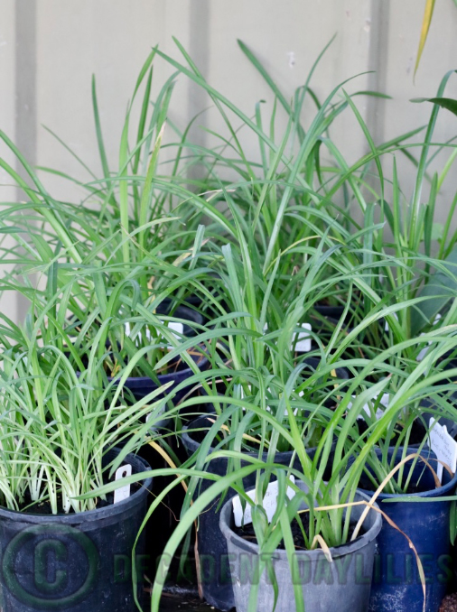 Daylily seedlings growing in my garden