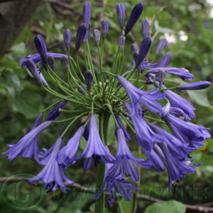 Beautiful agapanthus growing in my garden