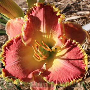 Daylily sheer excitement growing in my garden