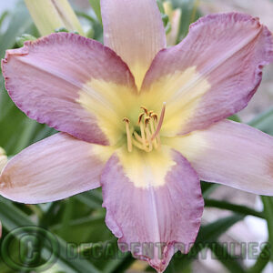 Daylily silver veil lilac coloured flowers