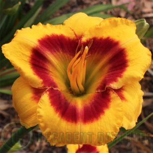 Daylily hybrids growing in my garden