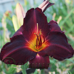 Daylily hybrids growing in my garden