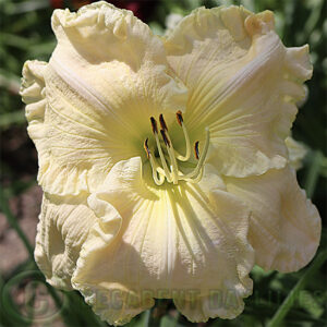 Creamy pink Daylily Tuscawilla Snowdrift