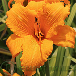 Daylily hybrids growing in my garden