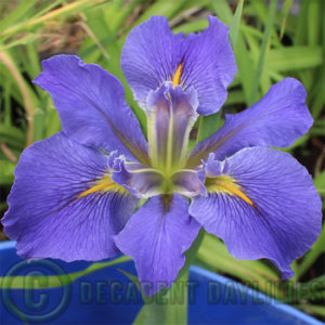 Beautiful Irises growing in my garden