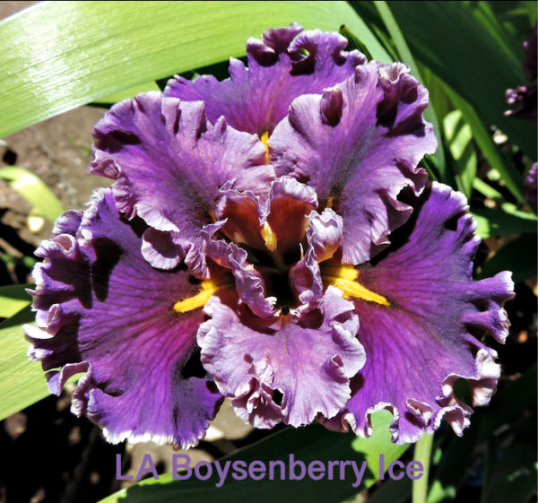 Beautiful Irises growing in my garden