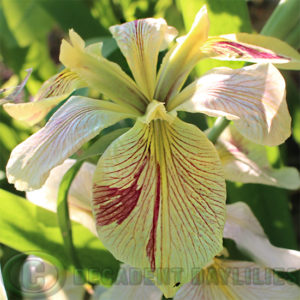 Beautiful Irises growing in my garden