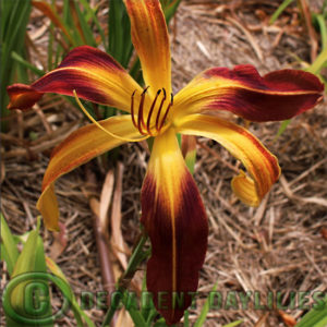 Daylily hybrids growing in my garden