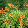 Daylily hybrids growing in my garden