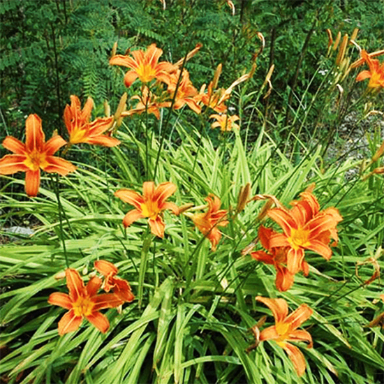 Daylily hybrids growing in my garden