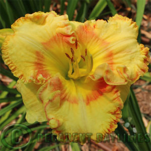 Daylily hybrids growing in my garden