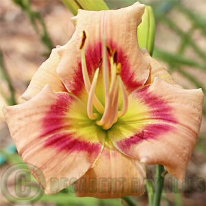 Daylily hybrids growing in my garden