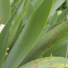 leaf spot disease growing on bearded iris leaves