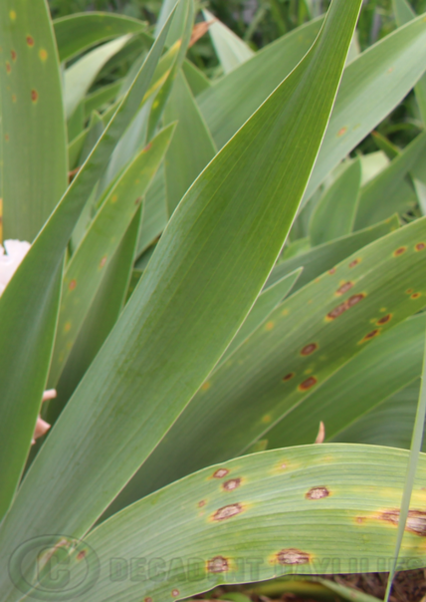 leaf spot disease growing on bearded iris leaves