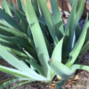 crowded clump of bearded iris ready to divide