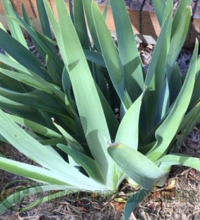 The Art Of Dividing Bearded Iris And Daylilies Crowded Clumps 
