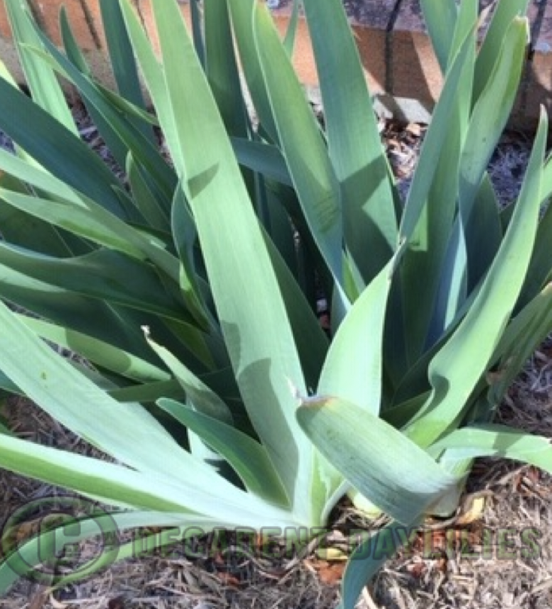 crowded clump of bearded iris ready to divide