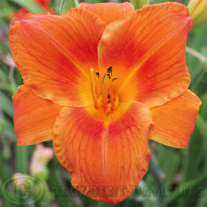 Daylily Rocket City picture