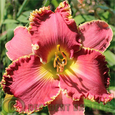 Quality Daylilies and Irises in Australia