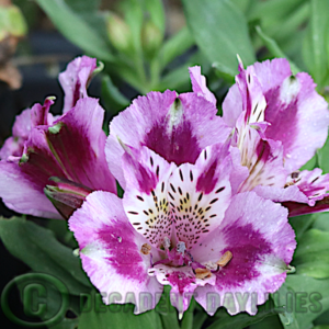 Alstroemeria Inca Mystic mauve and purple flowers