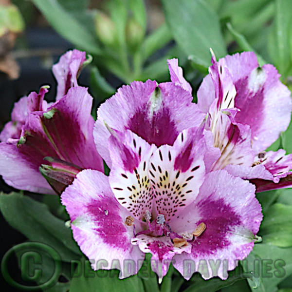 Alstroemeria Inca Mystic mauve and purple flowers