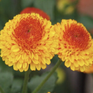 Chrysanthemum Kelvin Tattoo yellow and red flowers