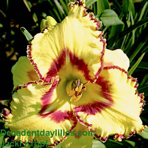 Daylily Jacki Kropf picture