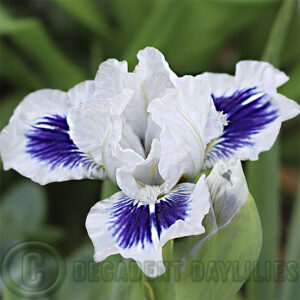 Beautiful Dwarf Bearded Iris growing in my garden