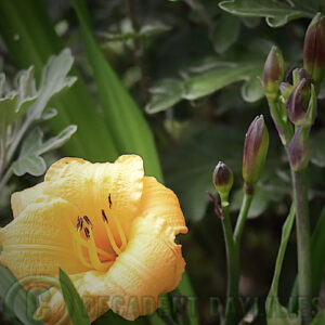 Daylily sir blackstem flowering with chrysanthemums in my garden