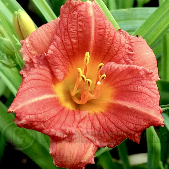 daylily stella rouge growing at decadent daylilies nursery