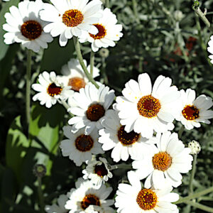 Rhodanthemum african eyes daisy flowing in my gardnen