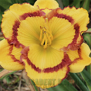 Daylily Amber Stained Glass growing at Decadent Daylilies gardens