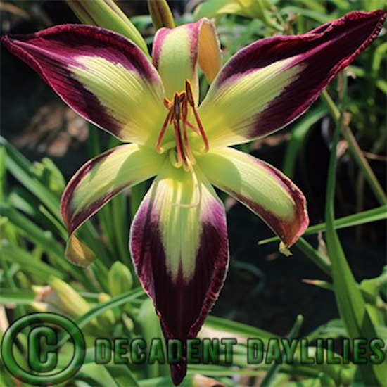 Daylily Applique growing at Decadent Daylilies Gardens