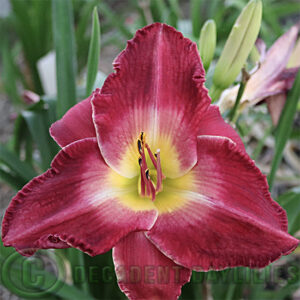 Daylily Benedict growing in my daylily garden