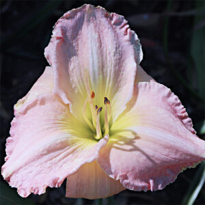 Daylily Big Blue flowering in my