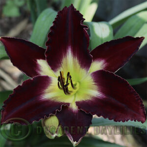 Daylily darker shade near black