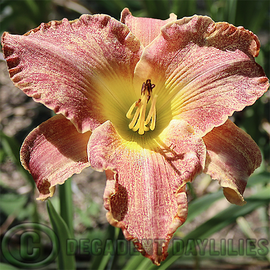 Daylily Drop Cloth flowering today