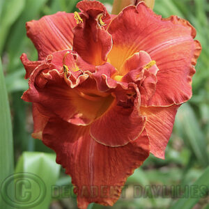 Daylily fire breathing dragon flowering in my garden