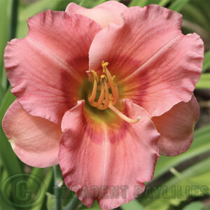 Beautiful daylilies growing in my garden